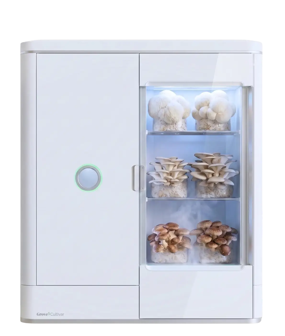 Cultivar — fruiting chamber open